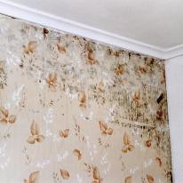 renovate wallpaper mould